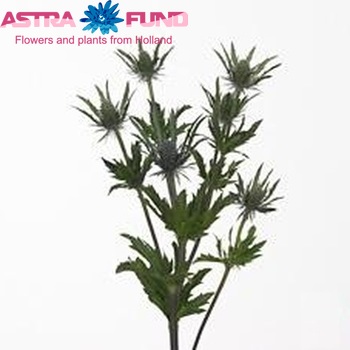 Eryngium 'Dobida' foto