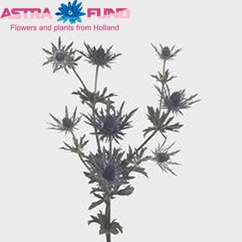 Eryngium 'Ellabella' foto