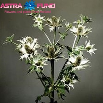 Eryngium giganteum foto