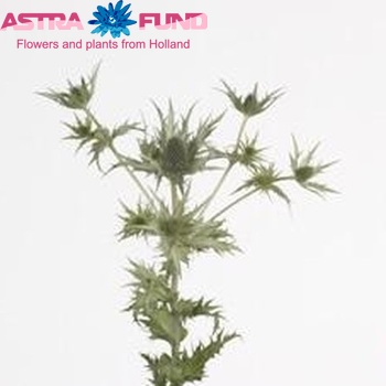 Eryngium giganteum 'Polar Stone' foto