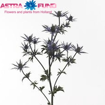 Eryngium 'Jewel Stone' photo