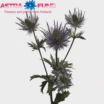 Eryngium 'Jos Eijking' photo