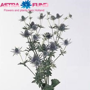 Eryngium Leo Questar photo