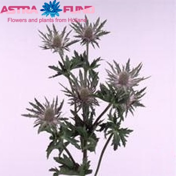 Eryngium Mercurius Questar foto