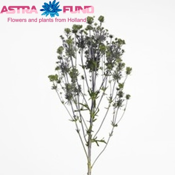 Eryngium Metallic Star foto