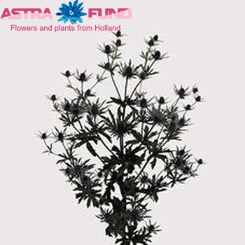 Eryngium Orion Questar foto