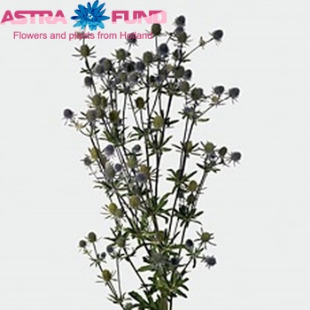 Eryngium planum foto