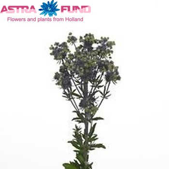 Eryngium planum 'Amazing Jackpot' foto