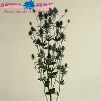 Eryngium planum 'Blue Candle' foto
