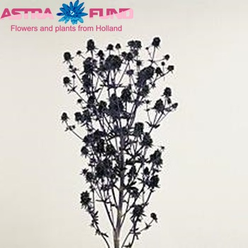 Eryngium planum 'Blue Dream' foto