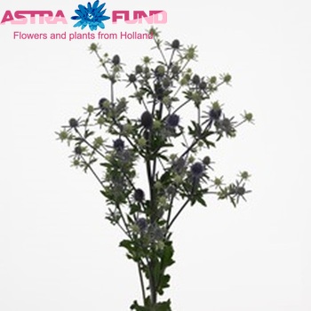 Eryngium planum 'Blue Glitter' foto