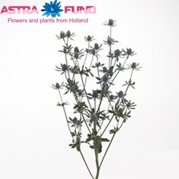 Eryngium planum Blue Ice foto