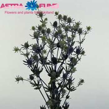 Eryngium planum 'Fluela' foto