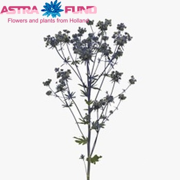 Eryngium planum Magical Symphony foto