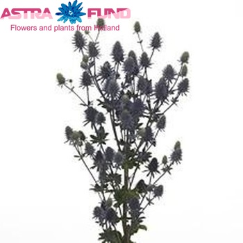 Eryngium planum 'Paradise Jackpot' foto