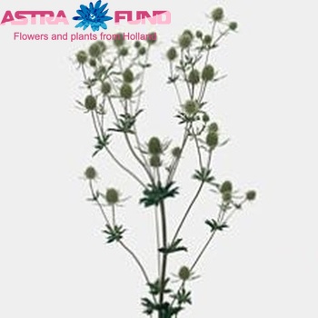Eryngium planum 'Silver Salentino' foto