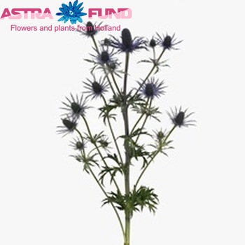 Eryngium 'Purple Surprise' foto