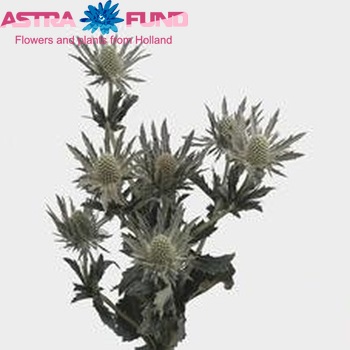 Eryngium Sirius Questar foto