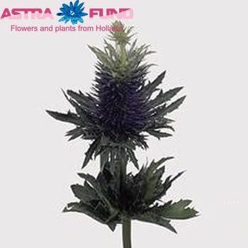Eryngium 'Supernova' (geplozen) foto