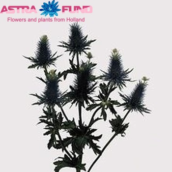 Eryngium Supernova Questar foto