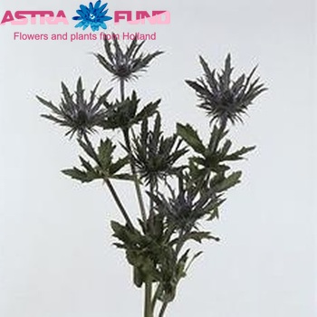 Eryngium Vega Questar φωτογραφία