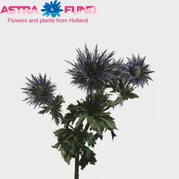 Eryngium x zabelii 'Donard Variety' φωτογραφία
