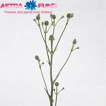 Eryngium yuccaefolium 'Green Sword' φωτογραφία