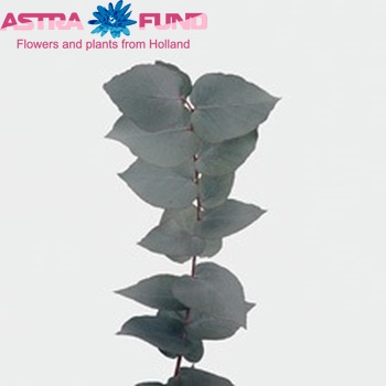 Eucalyptus bridgesiana photo