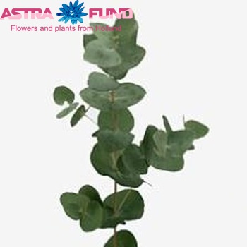Eucalyptus cinerea photo