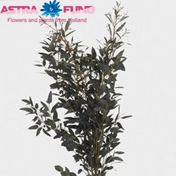 Eucalyptus gunnii photo