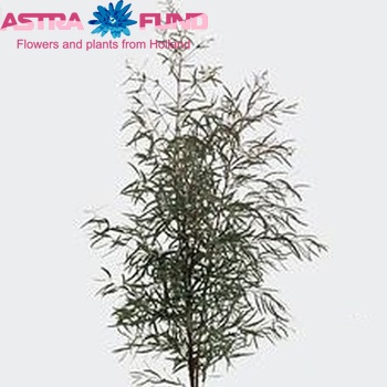 Eucalyptus nicholii photo