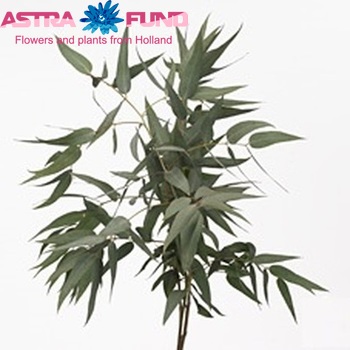 Eucalyptus pauciflora per bos фото