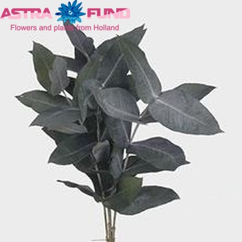 Eucalyptus robusta fotó