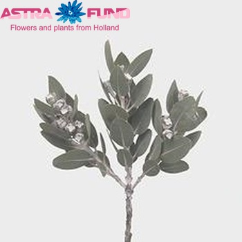 Eucalyptus tetragona fotó