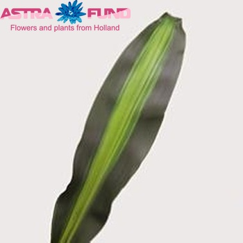 Dracaena fragrans 'Massangeana' photo