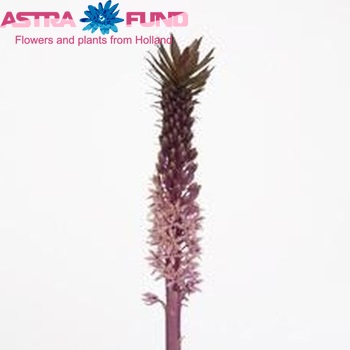 Eucomis Aloha Lily Honolulu photo