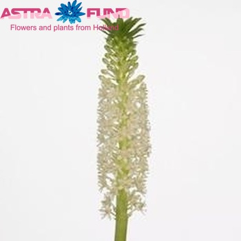 Eucomis comosa 'Johannesburg' photo