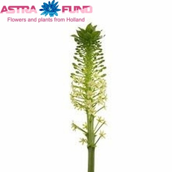Eucomis pole-evansii 'Goliath' photo