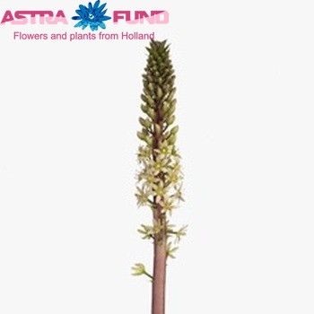 Eucomis 'Sparkling Burgundy' photo
