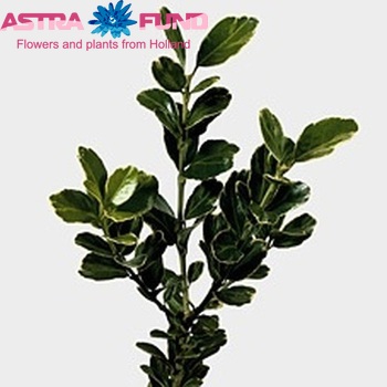 Euonymus zilver foto