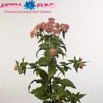 Eupatorium cannabinum 'Plenum' photo