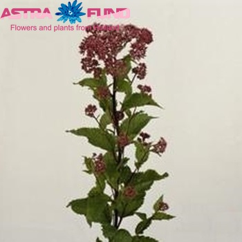 Eupatorium maculatum 'Atropurpureum' photo