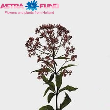Eupatorium purpureum photo