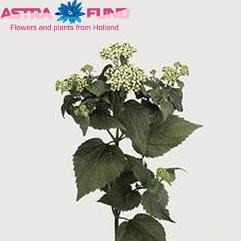 Eupatorium rugosum 'Braunlaub' photo