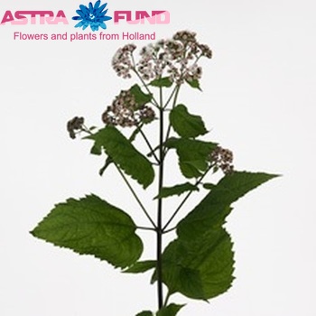 Eupatorium rugosum Lucky Pink photo