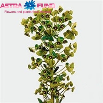 Euphorbia characias 'Black Pearl' fotó