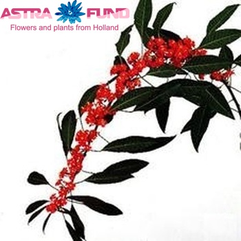 Euphorbia fulgens 'Adriana' fotó