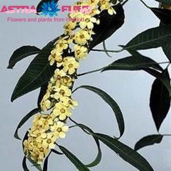 Euphorbia fulgens 'Algevo' fotó