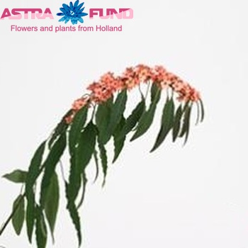 Euphorbia fulgens 'Fire King' fotó