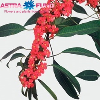 Euphorbia fulgens 'Marielle' fotó